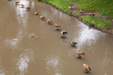 Wild ducks sit in a row on poles sticking out of the water