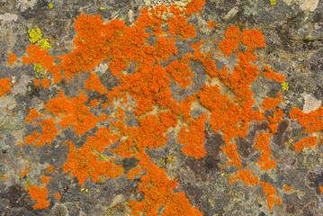 closeup lichen on a stone natural background