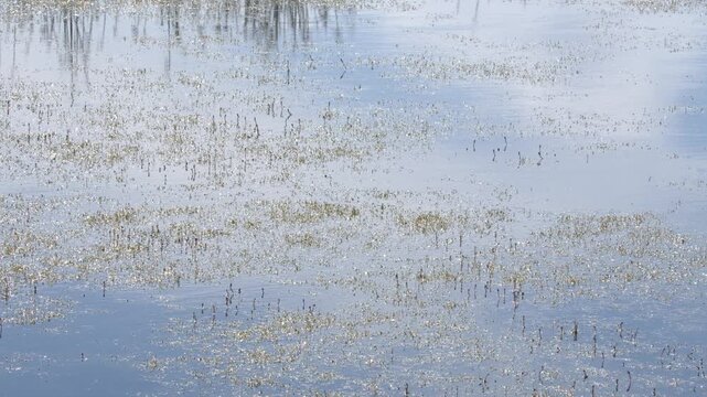 Wetland nature background: Aquatic weeds at surface of still pond water