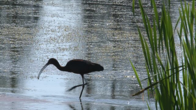 Ibis aquatic bird runs from behind grass to catch food in muddy pond