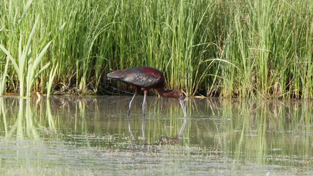 Beautiful copper coloring of White-faced Ibis bird feeding in wetland