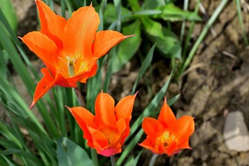 A blossoming orchard full of colorful flowers is a delight for the eye and soul of a person