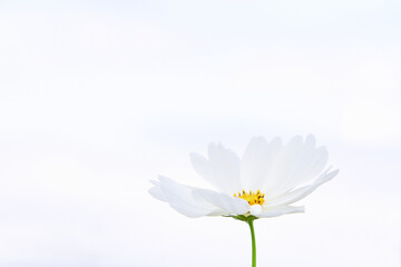 白背景の一輪の白色のコスモスの花のクローズアップ