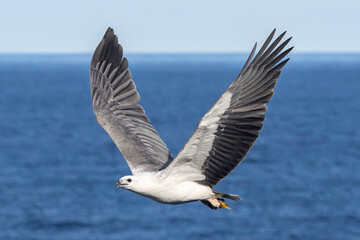 Australian White-breasted Sea Eagle in flight with fish in talons