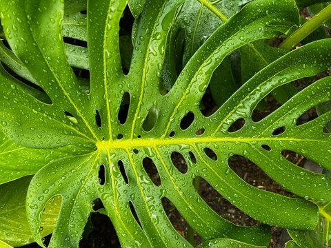 hoja mostera con gotas de agua, en plena luz del d&iacute;a,