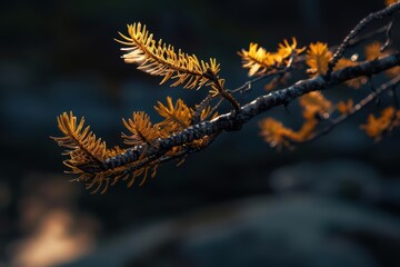 A larch tree glows with golden light as its needles change color in an ultramodern, supernatural scene banner with copy space