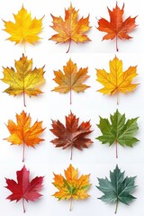 Fototapeta premium Pile of autumn colored leaves isolated on white background.A heap of different maple dry leaf,colorful autumn maple leaf in the fall season,autumn leaves are falling flying,Selective focus.