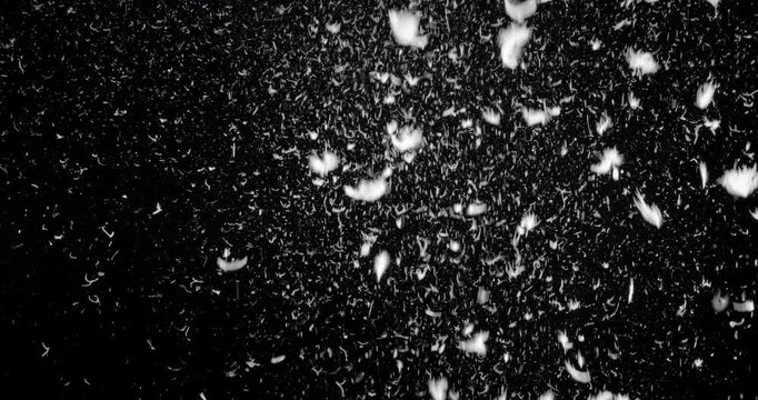 Feathers falling down slowly on a black background. Realistic fine dust particles and small feathers.
