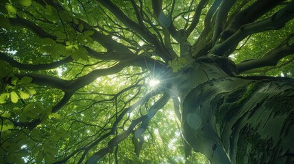 Obraz premium Looking Up Through a Canopy of Green