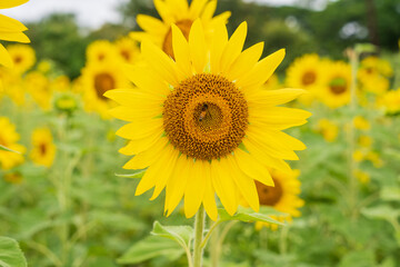 Sunflower closeup with honey bee