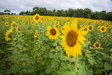 Field of yellow sunflower flowers against a background of clouds. Sunflower sways in the wind.