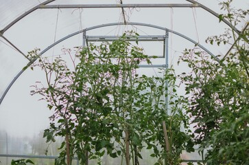 Growing green plants in a greenhouse tied with a rope in a vegetable garden in summer