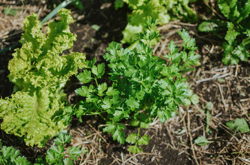 Planted green cilantro and lettuce leaves in a garden bed for food