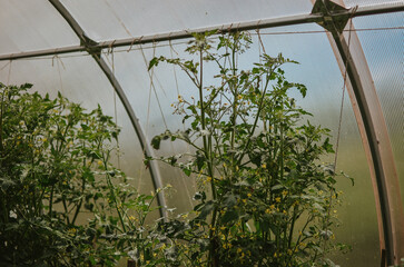 Growing green plants in a greenhouse tied with a rope in a vegetable garden in summer