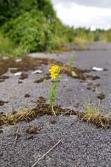St John's wort, Hypericum perforatum growing in a crack