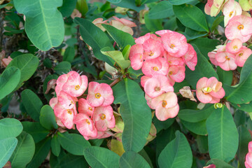 Pink euphorbia milii flowers blooming,Christ thorn,Poi sian flowers