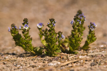 unknown small grown veronica plant on sand