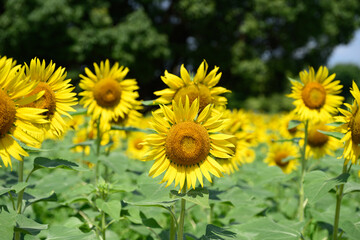 Obraz premium ひまわり畑