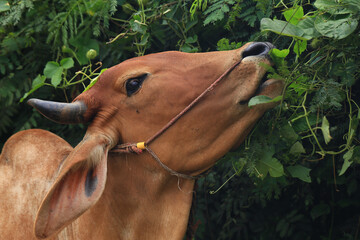 Brahma cow in the field, cow eating grass in the meadow at summer time, Thailand.