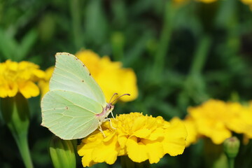 Common brimstone (Gonepteryx rhamni) butterfly on yellow flower in the garden, nature background.