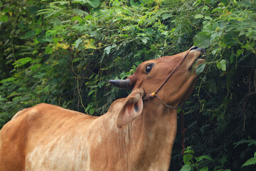 Brahma cow in the field, cow eating grass in the meadow at summer time, Thailand.