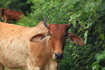 Brahma cow in the field, cow eating grass in the meadow at summer time, Thailand.