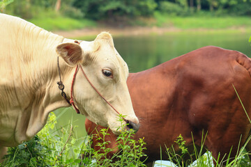 Brahma cow in the field, cow eating grass in the meadow at summer time, Thailand.