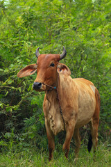 Brahma cow in the field, cow eating grass in the meadow at summer time, Thailand.