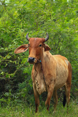 Brahma cow in the field, cow eating grass in the meadow at summer time, Thailand.