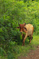 Brahma cow in the field, cow eating grass in the meadow at summer time, Thailand.