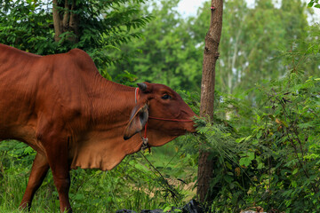 Brahma cow in the field, cow eating grass in the meadow at summer time, Thailand.