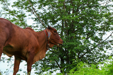 Brahma cow in the field, cow eating grass in the meadow at summer time, Thailand.