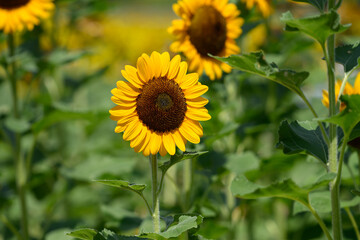 Fototapeta premium ひまわり畑