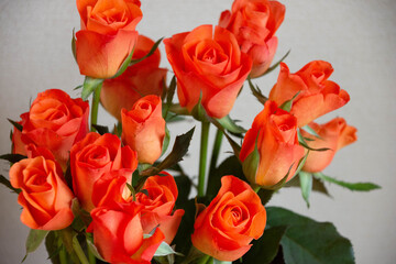 トロピカルアマゾン