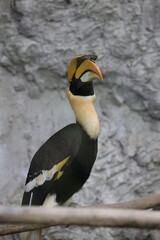 Great hornbill © kampaw