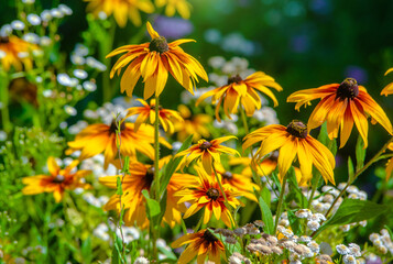 Yellow daisies grow in the meadow in summer
