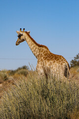 giraffe in the wild