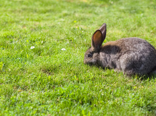Grey Rabbit Eating Grass