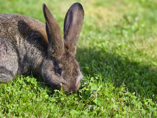 Grey Rabbit Eating Grass