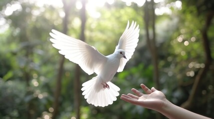 Obraz premium White Dove Landing on an Open Hand