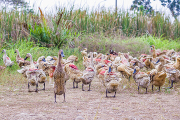domesticated ducks is released into the pasture to search for food