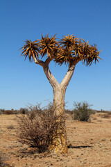 The quiver trees in South Africa
