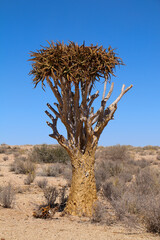 The quiver trees in South Africa