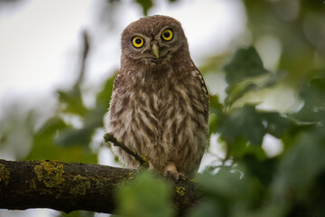 A close-up of a juvenile Little Owl perched on an oak branch, looking directly toward the camera lens against a background of green leaves on a summer evening.