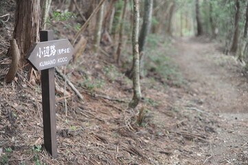 Kumano Kodo pilgrimage hiking trail or footpath or route in the forest with trees, Japan, Asia