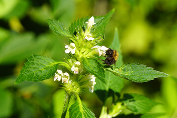 Close up Common carder bee (Bombus pascuorum) on white flowers of Galeopsis tetrahit, the common hemp-nettle. Family Lamiaceae. Summer, July, Netherlands.