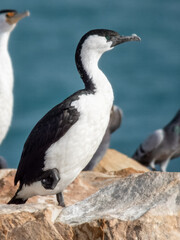 Black-faced Cormorant - Phalacrocorax fuscescens in Australia