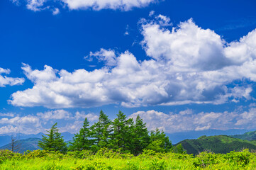 夏の霧ヶ峰　車山高原