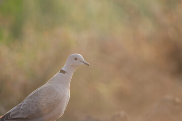 Dove closeup. Bird closeup. Bird background.