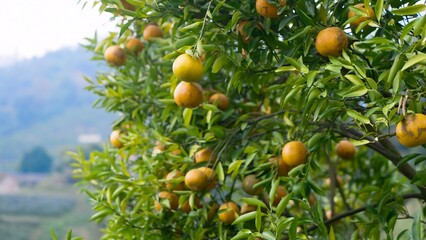 A tree full of ripe oranges in an orchard with a backdrop of hills and a distant village. abundance and productivity of modern farming, showcasing the natural beauty of agricultural landscapes.